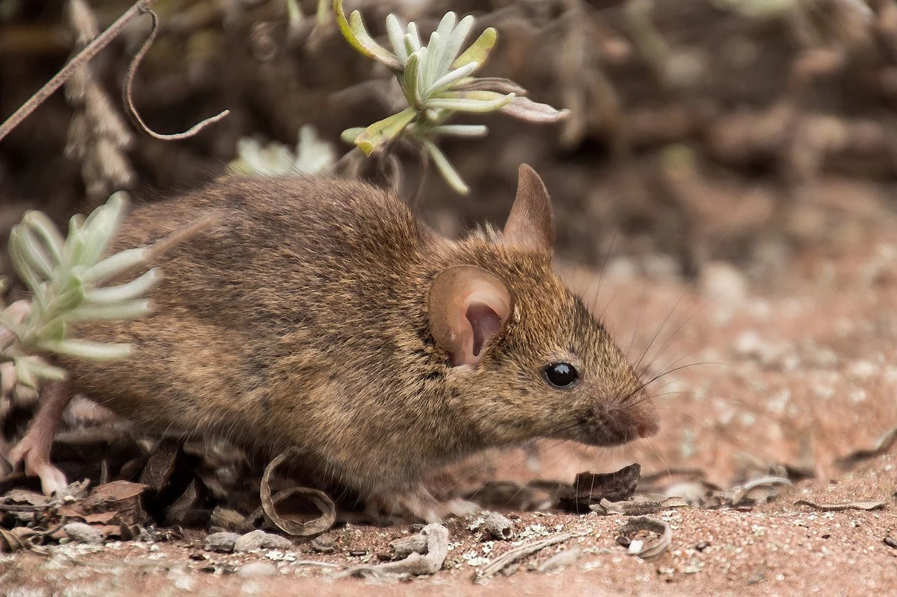 Get Rid of Mice; Mice seen eating weed seeds out in a lawn
