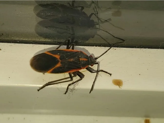 boxelder bug an annoying bug seen inside widow