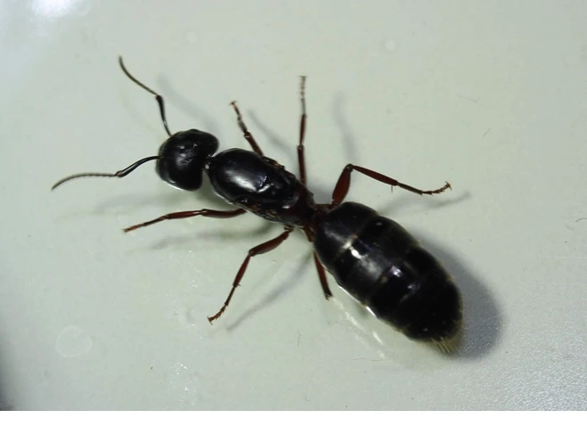 carpenter ant queen seen as a most trubled ants in Edmonton