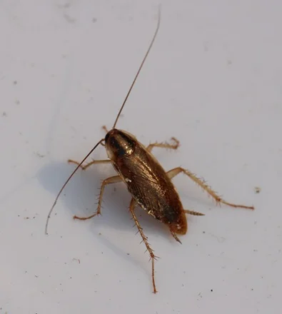 Cocroach male cercus seen at poteror end