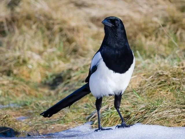 magpie is an annoying sitting in lawn, 
