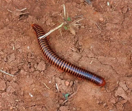 millipede,  annoying bug occasionally enter in basement