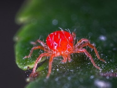 Mite,  pest of birds and plants, may annoyed home owners