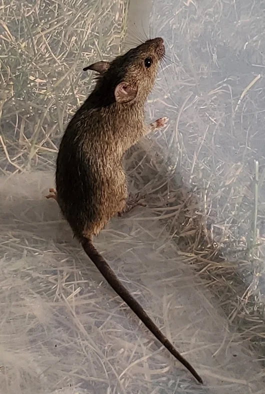 A Mouse trapped inside a glass box 