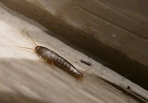 silverfish an annoying insect seen on floor