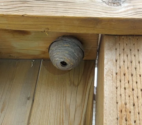 hornet and wasp nest build on home structure
