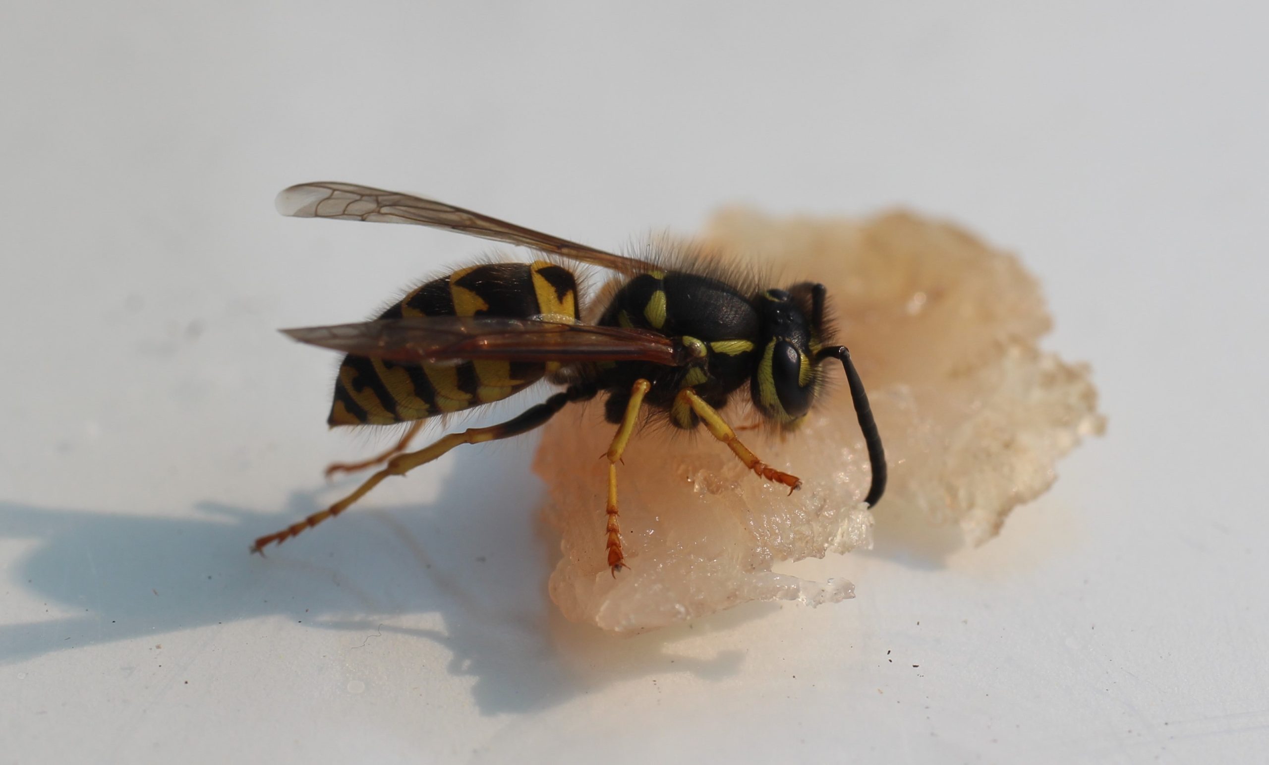 Wasp control Edmonton; Yellow jacket wasp being seen feeding
