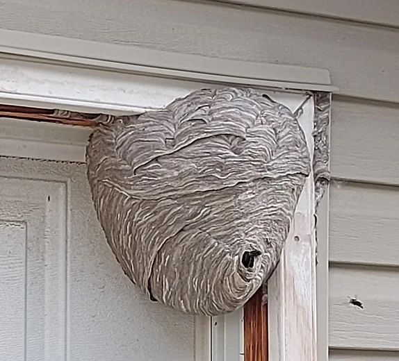 hornet and wasp nest build on home structure
