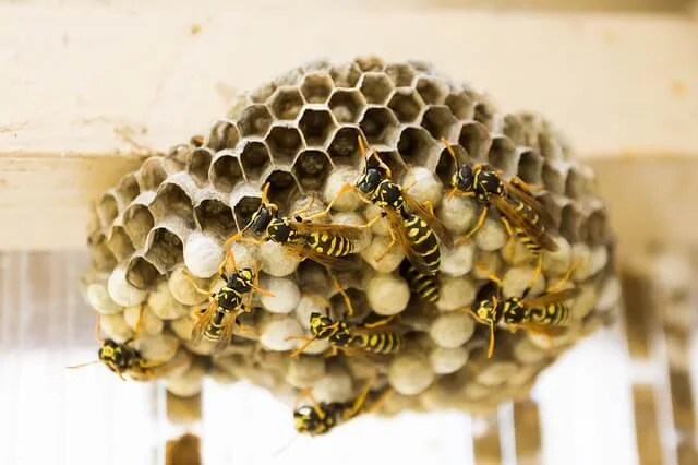 hornet and wasp nest build on home structure