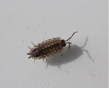 sow bug, an annoying bug if entered in home