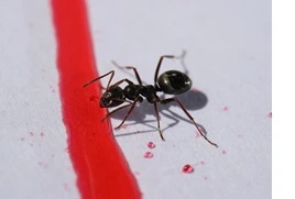ants Control Service in Camrose