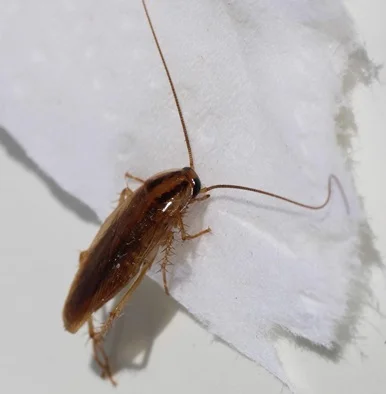 Cockroaches  control services in Beaumont