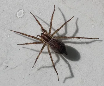Spiders control services in Beaumont