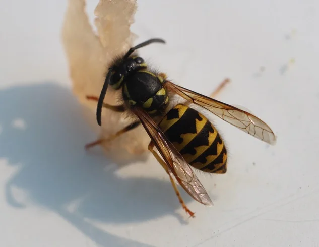 Wasp and hornet control services in Beaumont