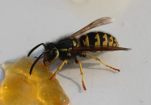 Wasp control services in Stony Plain