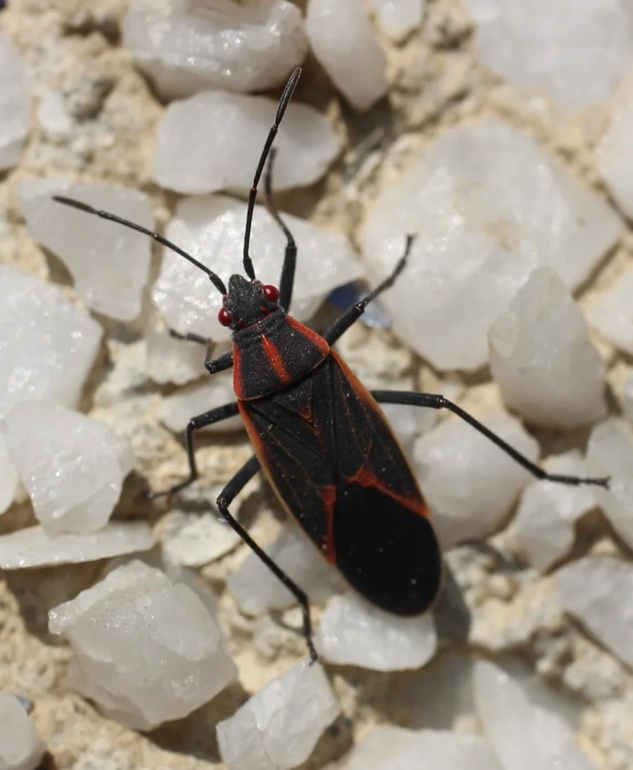 Boxelder Bug; an annoying bug