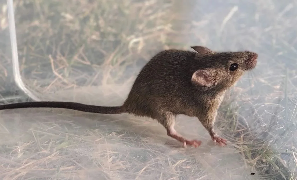 Rodent as pest caused significant damages to property and health