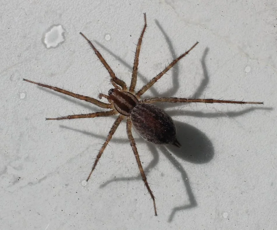 House Spider sitting wall under sun shade