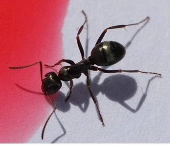 ants control St. albert City; " ant worker feeding on plant sap"