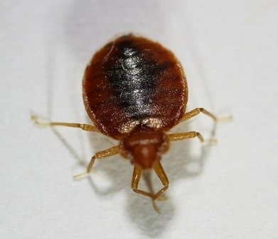 Bed Bug adult seen in red color after blood feed