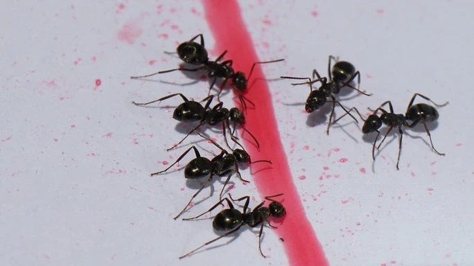 Insects Pest contol service in Edmonton