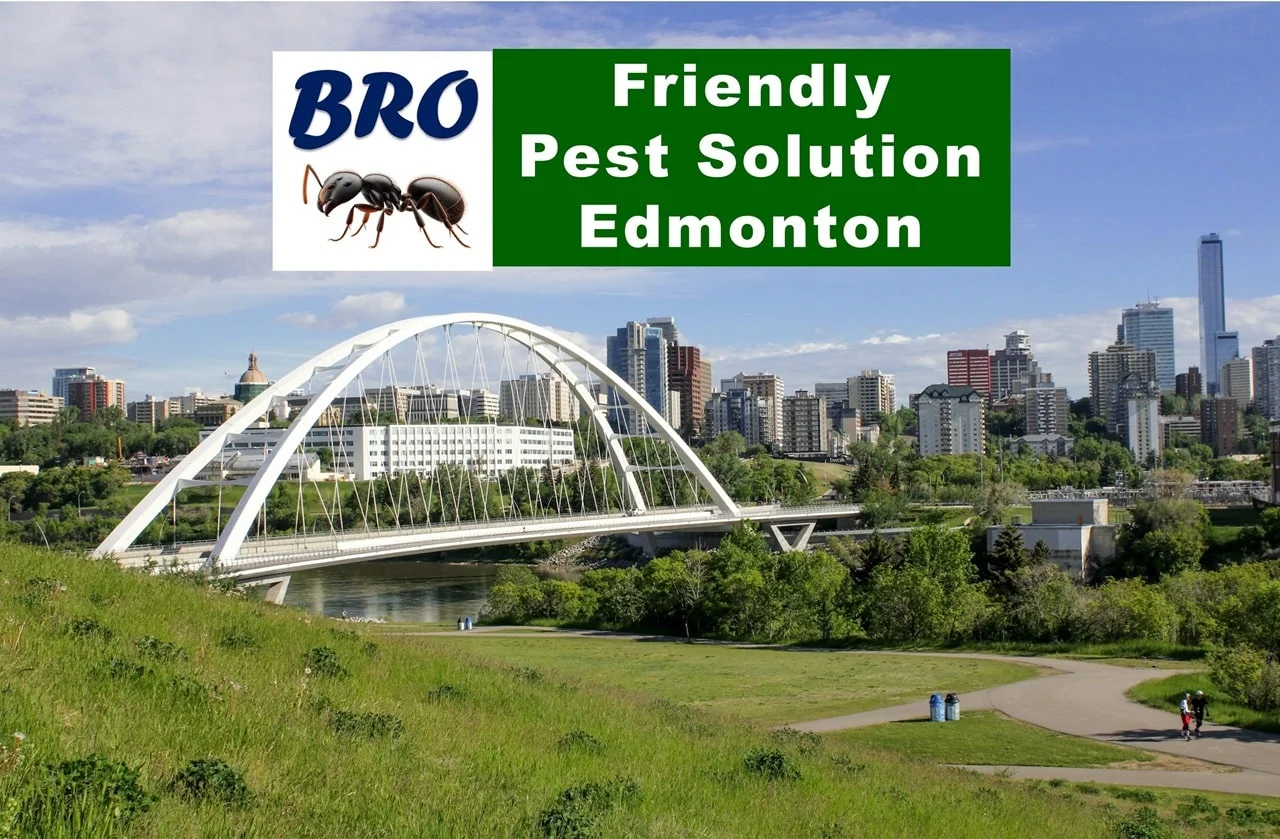 Edmonton City Pest Control &amp; Exterminator Services