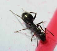 Ants control services in Beaumont