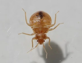 Bed Bugs control services in Beaumont