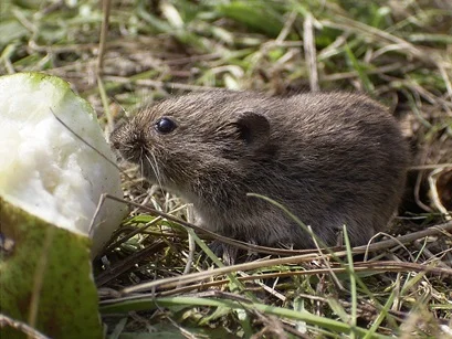 Voles control services in Sherwood Park