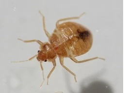 Bed Bugs control services in Sherwood Park