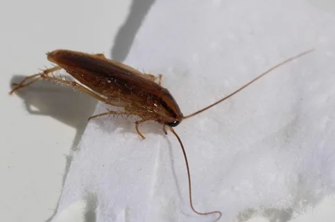 Cockroaches control services in Sherwood Park