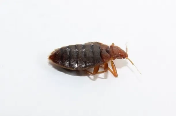Bed Bugs control services in ​Vegreville