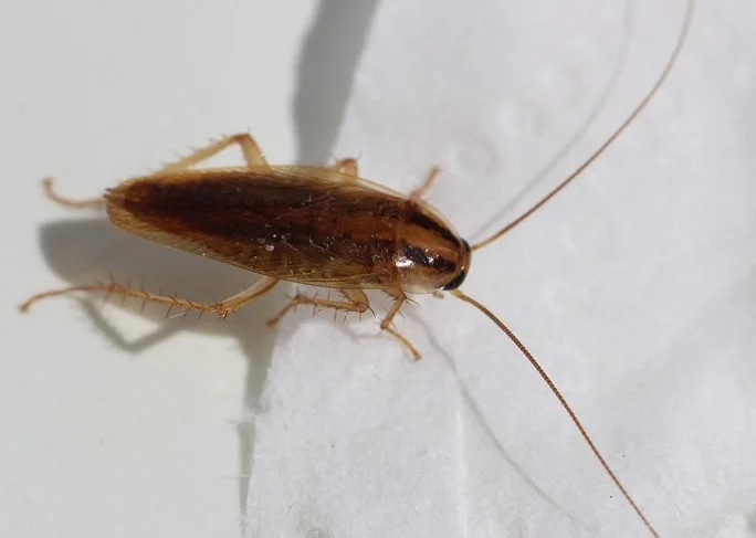 cockroach insect pest extermination in St. Albert
