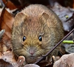 vole rodent sitting in lawn 