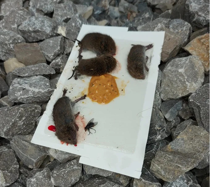 Dead Voles; voles trapped on glue board