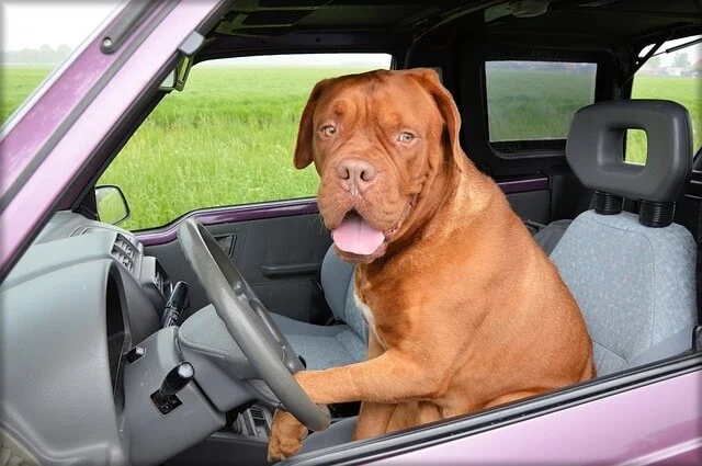 Dog in Car; vehicle pest control services