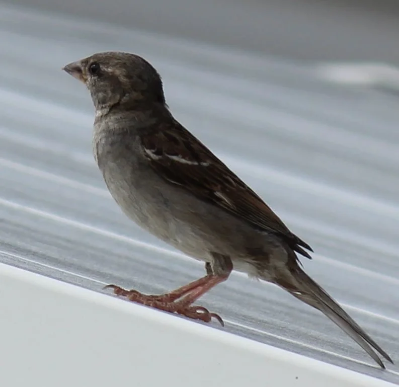 Wild life removal services in Edmonton