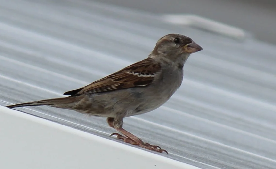 A female House Sparrow sitting on strcuture, characterized by plain brown and grey plumage