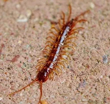 centipede bug, an annoying insect with many leggs