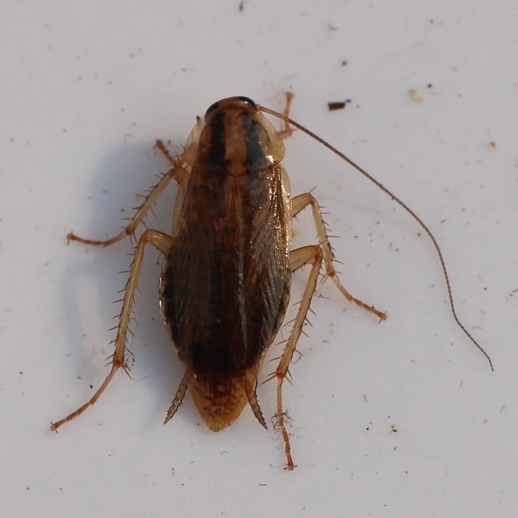 Cocroach male cercus seen at poteror end