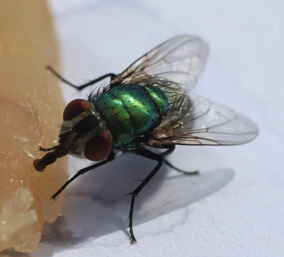 fly insect, germs carrying and annoying bug