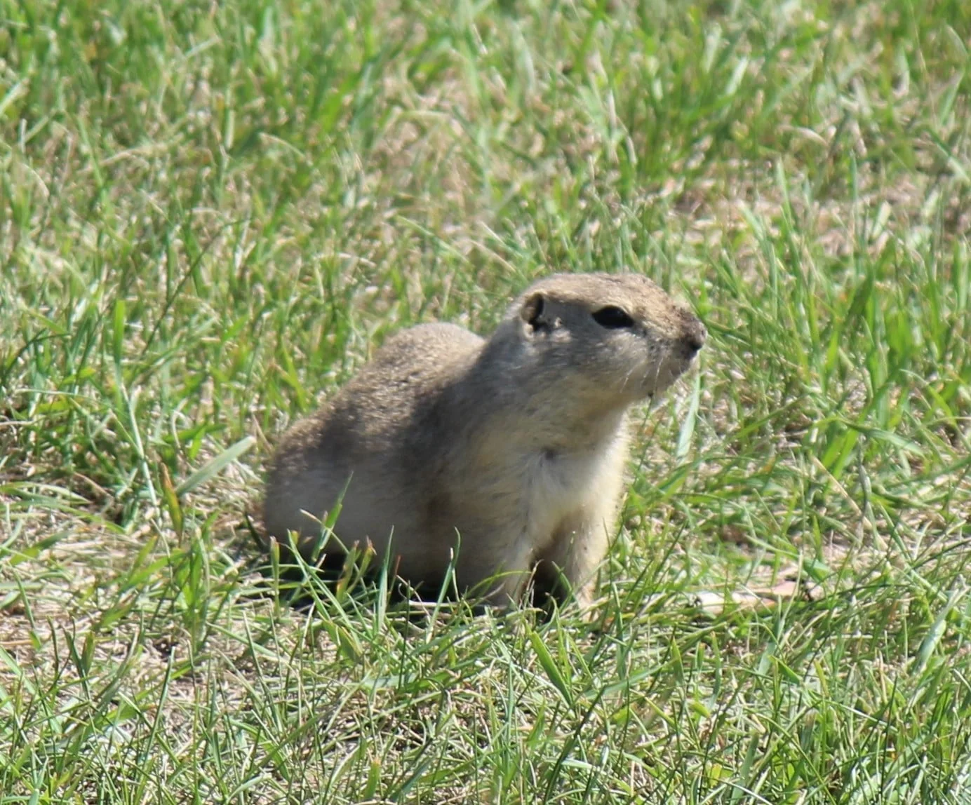 pocket gopher, a rodent pest of homes lawn and garden