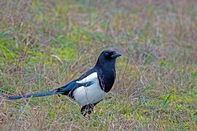 magpie is an annoying sitting in lawn, 
