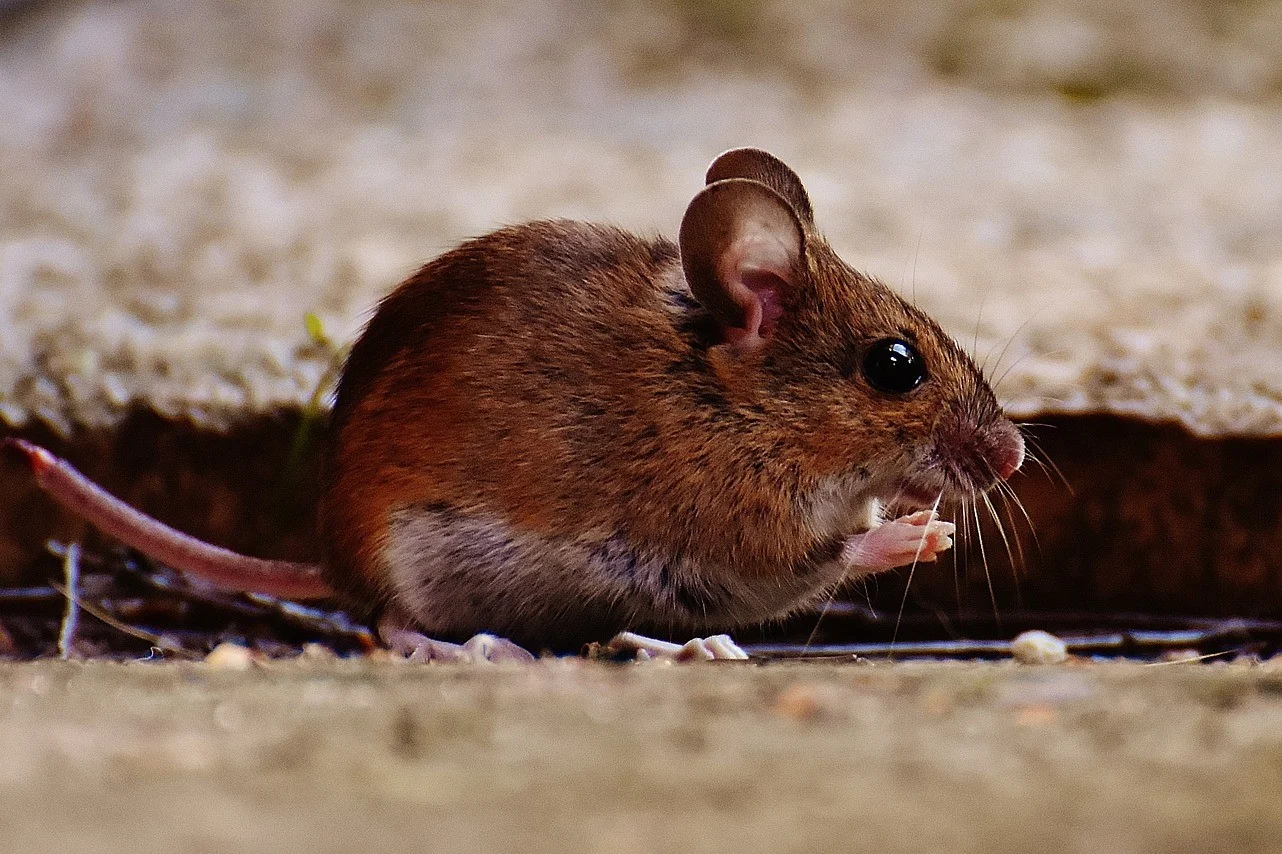 Rodent as pest caused significant damages to property and health