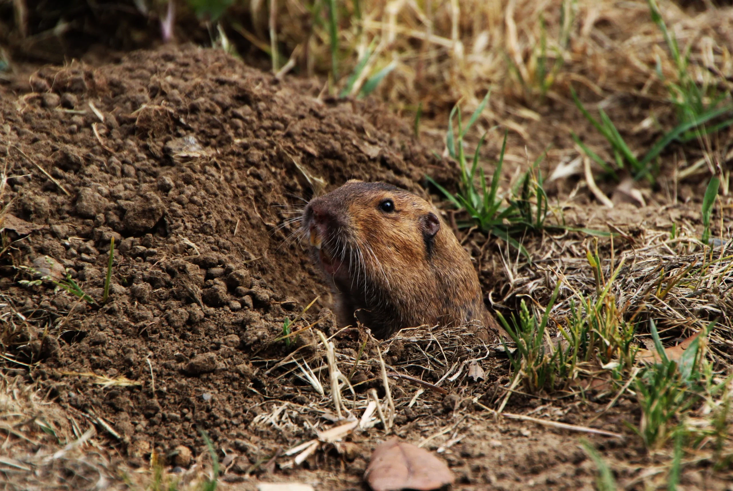 Pocket gopher, an earth mount rodent damage home lawn and garden