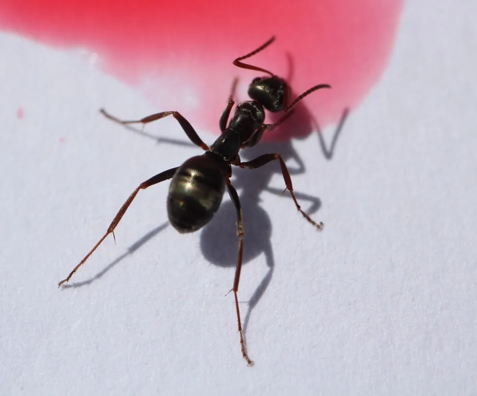 carpenter ant queen seen as a most trubled ants in Edmonton
