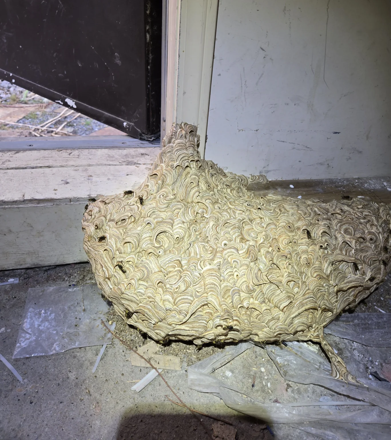 Nest of a western yellow jcket, ground yellow jackt