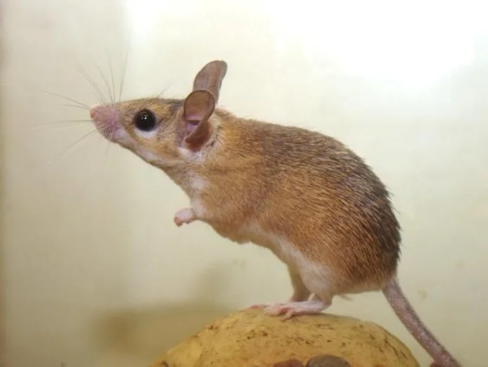 Mice pest control, St. Albert; mice pest looking for nest step to climb