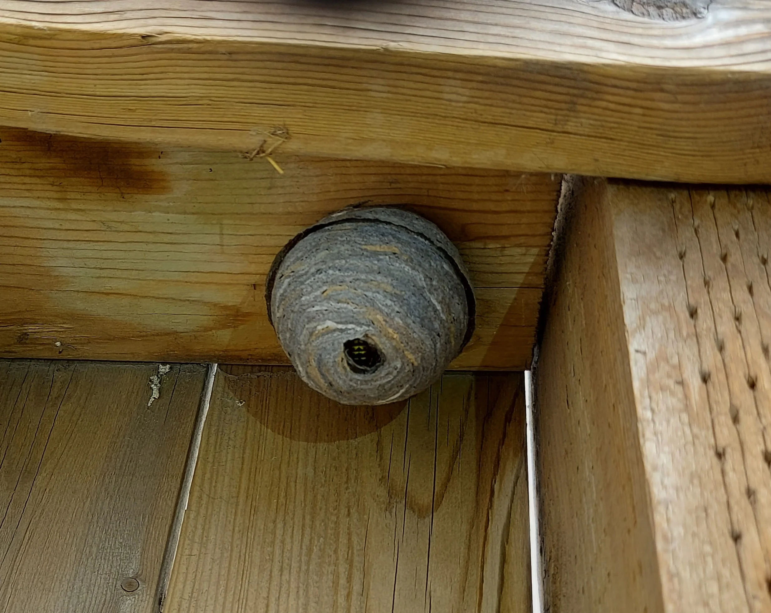 Under the deck, aerial nest created by Aerial yellow jacket
