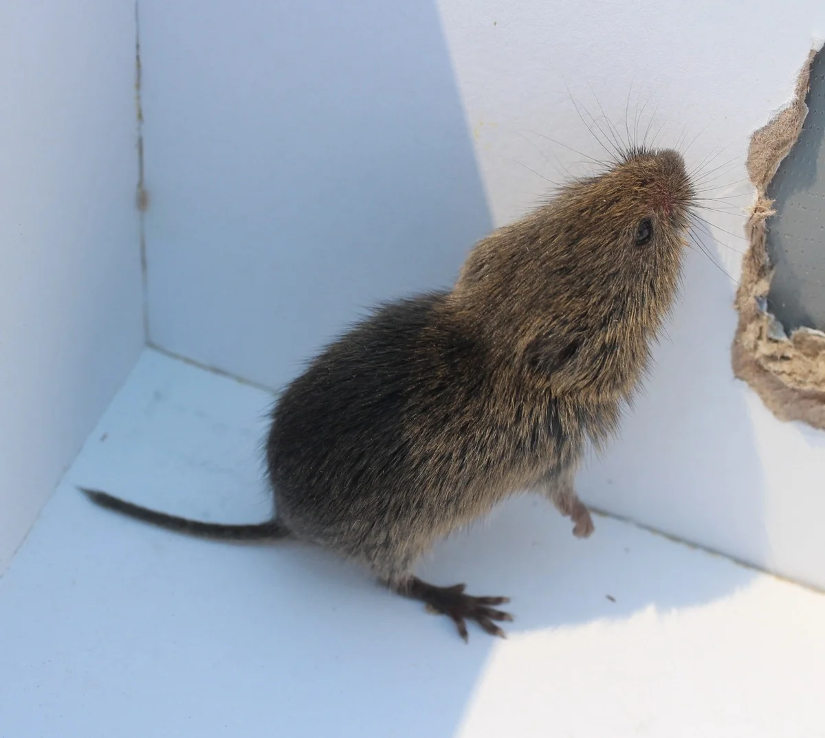 A live voles trapped in live trap